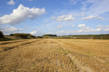 Fototapeta na wymiar golden harvested fields