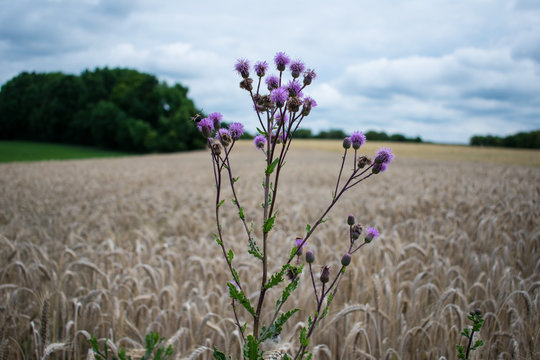DIstel Feld