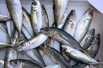 Fischmarkt in Catania. Sizilien. Italien