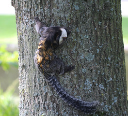 emperor tamarin (Saguinus imperator)