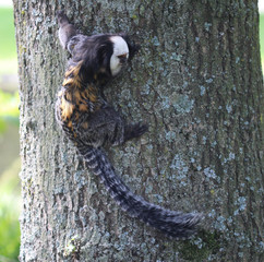 emperor tamarin (Saguinus imperator)