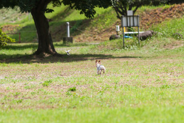 ハクセキレイを追うヨーキー