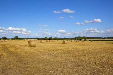 Fototapeta premium round bales at harvest time