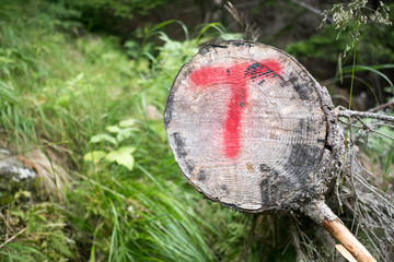 Forest in mountains of Norway in rainy weather