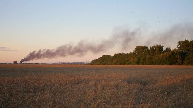 Black smoke over the wheat field. wildfire