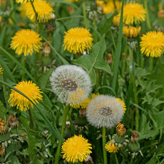 Löwenzahn, Taraxacum