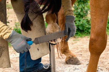 Blacksmith works on a brown horse #2