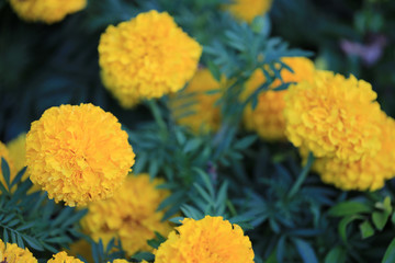Yellow Marigold flower bloom.
