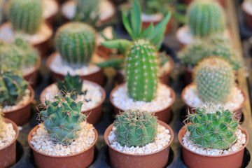 Cactus tree in flower pot.
