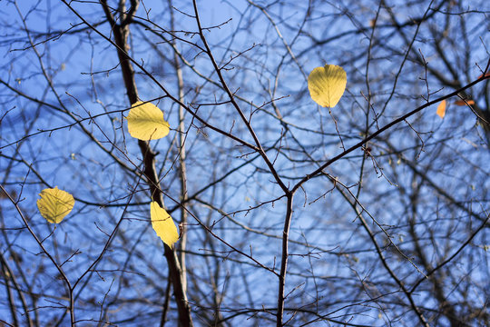 autumn leaves against the sky