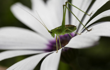Cricket nymphs