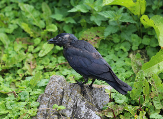 Western jackdaw