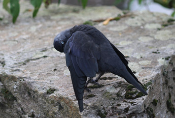 Western jackdaw