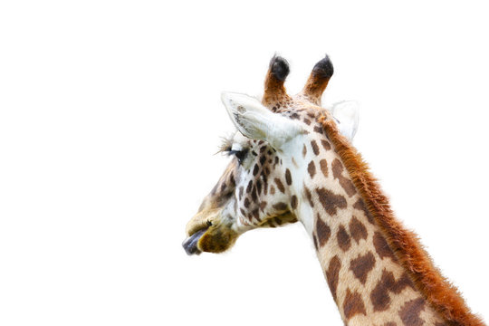 Giraffe ("Giraffa camelopardalis") with the tongue out photographed from behind and isolated on white background. In the photo visible the giraffe neck and head on a plain background..