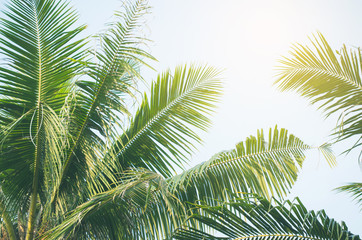 Fototapeta premium Palm tree with blue sky