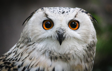 Detail of white and gray western Siberian eagle owl (Bubo bubo sibiricus) portrait staring straight at the camera lens with attentive orange and black eyes.