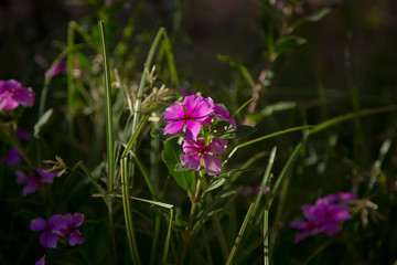 Obraz premium Close-up small pink flower