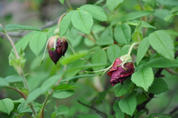 Rose buds