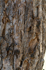 Bark Texture -34
