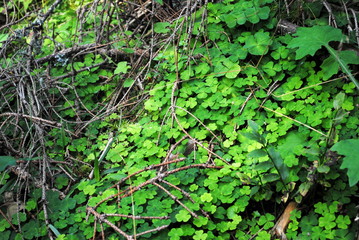 Waldsauerklee