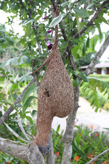 Fototapeta na wymiar Bird nest or skylark nests on tree.
