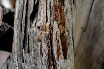 Bark Texture -22