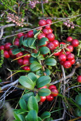 Preiselbeeren 