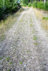 Obraz premium Befestigter Waldweg