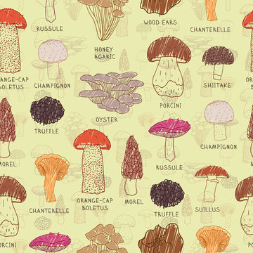 Vector seamless pattern of edible mushrooms for your design.
