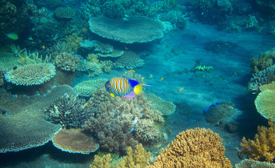 Striped angel fish in coral reef. Tropical seashore inhabitants underwater photo.