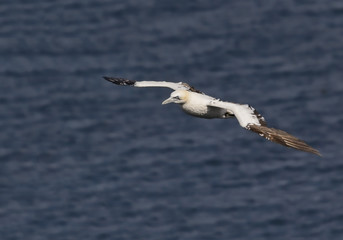 Gannet in flight