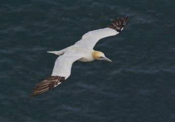 Adult Gannet flying