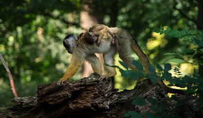 Monkey Business