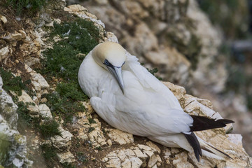 Nesting Gannet