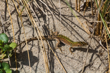 small lizard among the grass