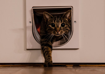cat through door