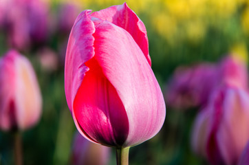 tulip