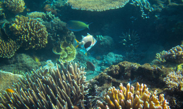 Colorful Triggerfish in coral reef. Tropical seashore inhabitants underwater photo.