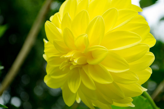 Close up The Beautiful Yellow Chrysanthemum flowers by Taken at Doi Intanon, Chiang Mai, Thailand.