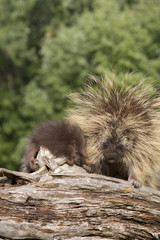 Porcupine Mom and Baby