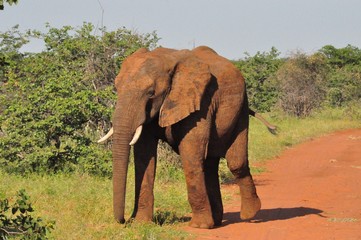 Fototapeta na wymiar Elephant, covered in red dust.