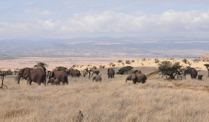 Fototapeta na wymiar Elephant herd with mountain ridge in background