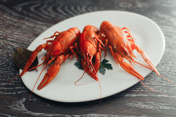 Crayfish on a white plate on a dark background
