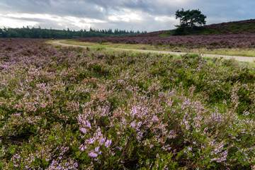 Flowering Heathland or moorland in Holland