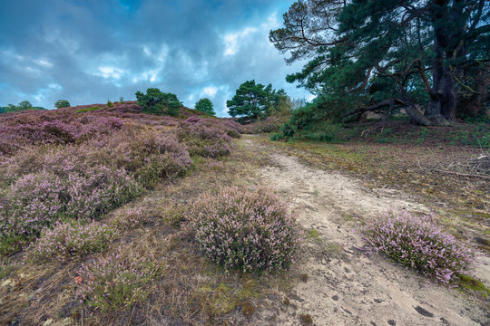 View over a heathland field in full bloom in Holland
