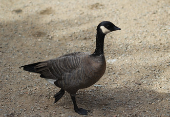 cackling goose (Branta hutchinsii)