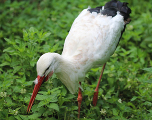 White stork