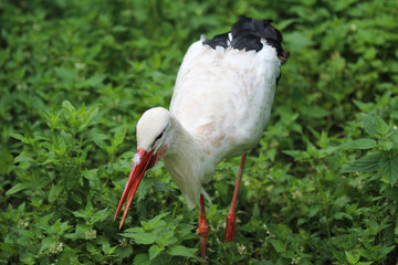 White stork