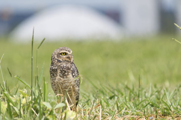 Owl