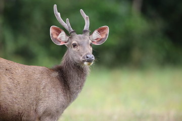 Naklejka na ściany i meble Sambar Deer (Rusa unicolor) in Khao Yai National Park, Thailand 